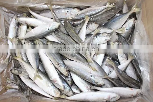 12-14pcs/kg Frozen Round Scad Whole Round