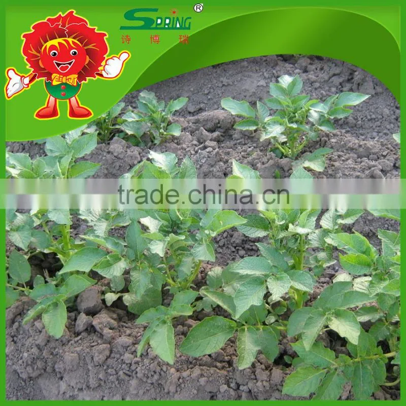 All year round yellow potato fresh purple sweet potato