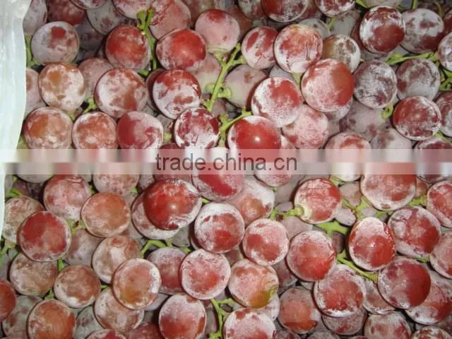 Fresh style and grapefruit type fresh fruit from China