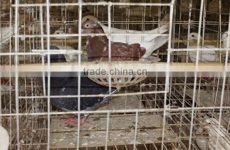 3 layers 12 doors pigeon cages for poultry farm