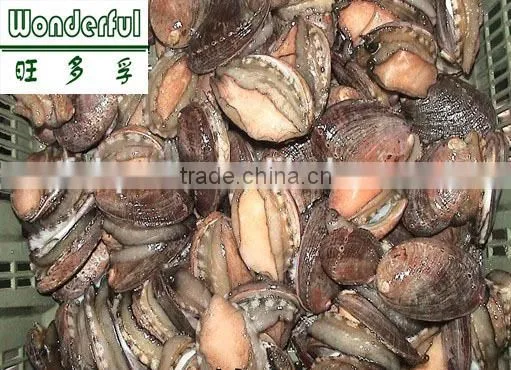 Wholesale price abalone feed dried seaweed sheet|kelp|laminaria japonica cut