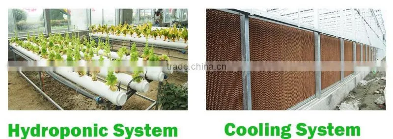 Commercial Used Greenhouse Sale