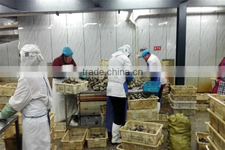 IQF frozen big size clams with shell for faster delivery