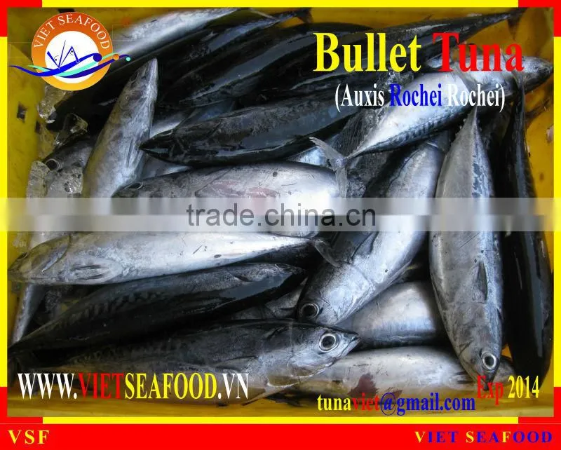 FROZEN BULLET TUNA
