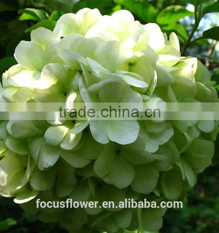 Artificial Green Hydrangea Flowers Trade From Yunnan China