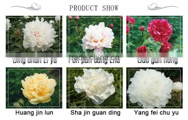 MY TEST Herbaceous Peony Plant Root