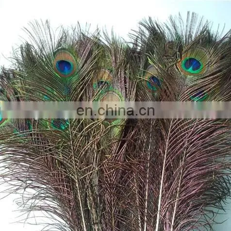 Factory direct sale spot supply top quality peacock feather