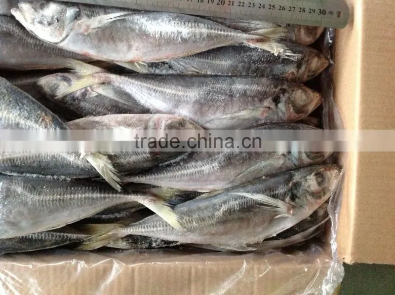Frozen fish horse mackerel size 20cm+ fro sale