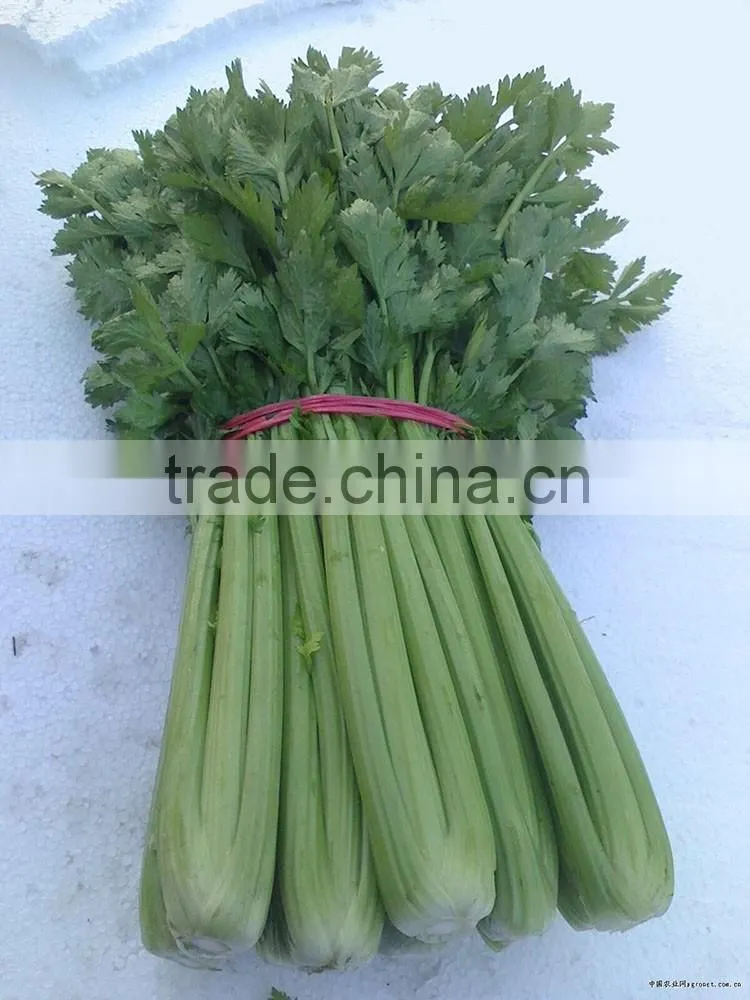 Chinese fresh celery