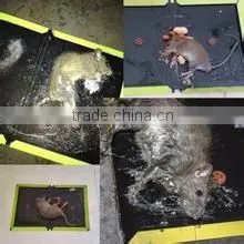 Best Selling Quality Factory Direct Supply Mouse Glue Trap