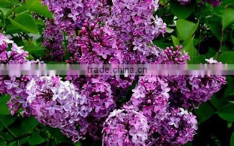 High Quality Lilac Syringa oblata Winter Daphne seeds
