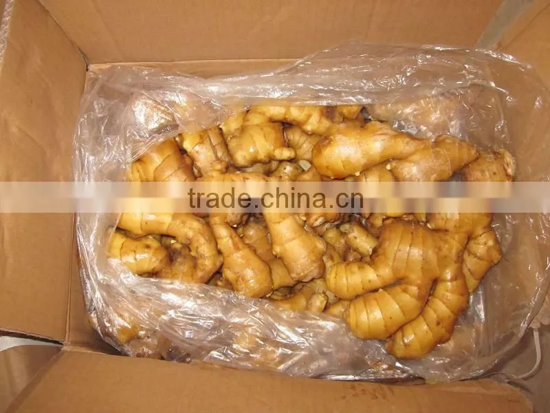 SLICE GINGER HIGH QUALITY