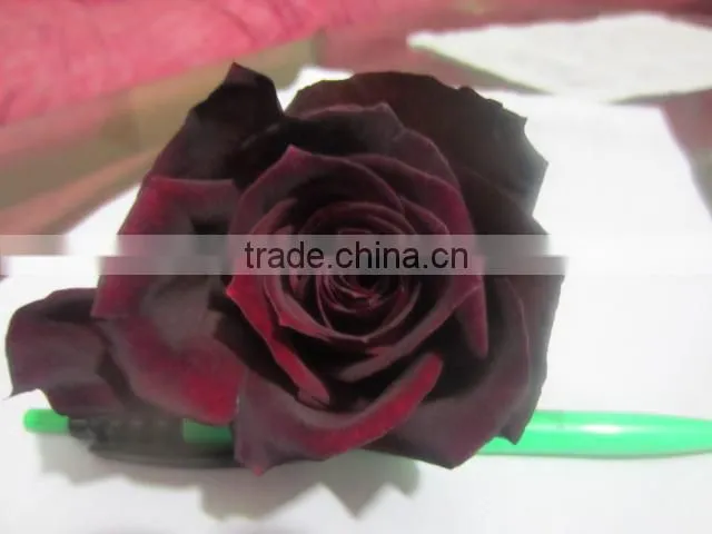 High grade fresh cut flower wholesale black magic 002 rose
