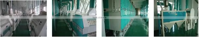 Low price 10T/24H wheat flour milling machines / wheat flour mill plant with price