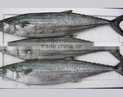Frozen spanish mackerel 200-300g