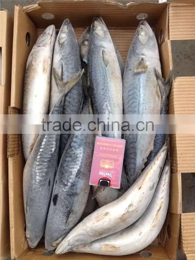 frozen good quality pacific mackerel