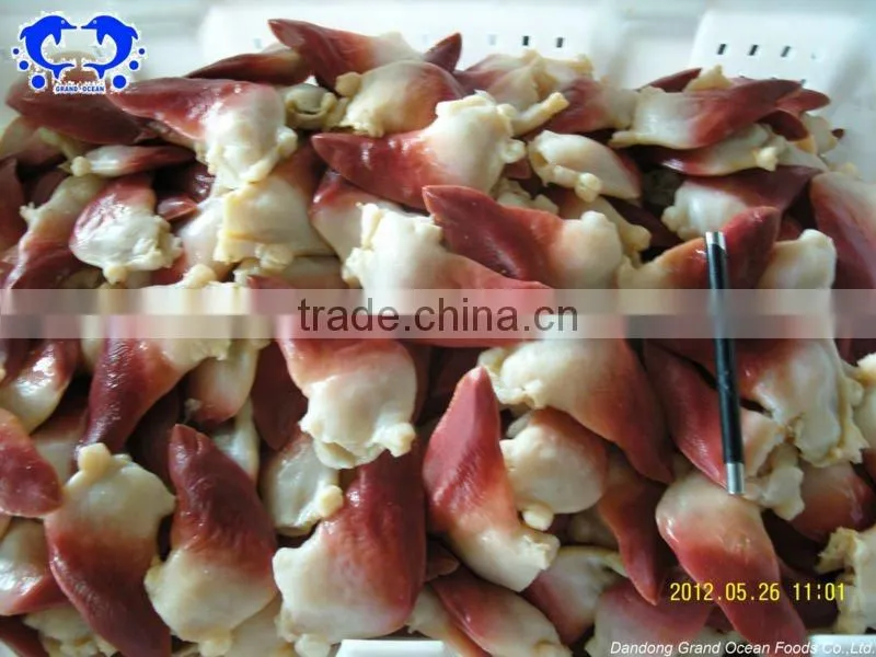horse clam foot