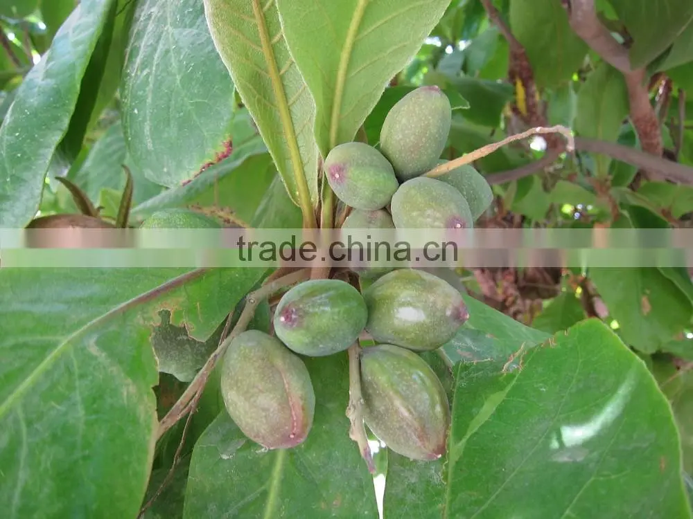 high quality chinese almond