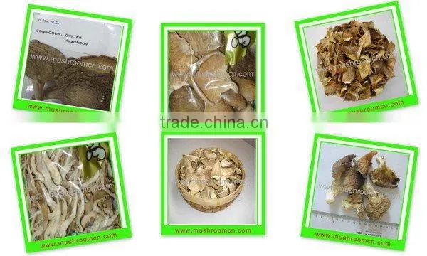 Pleurotus Ostreatus