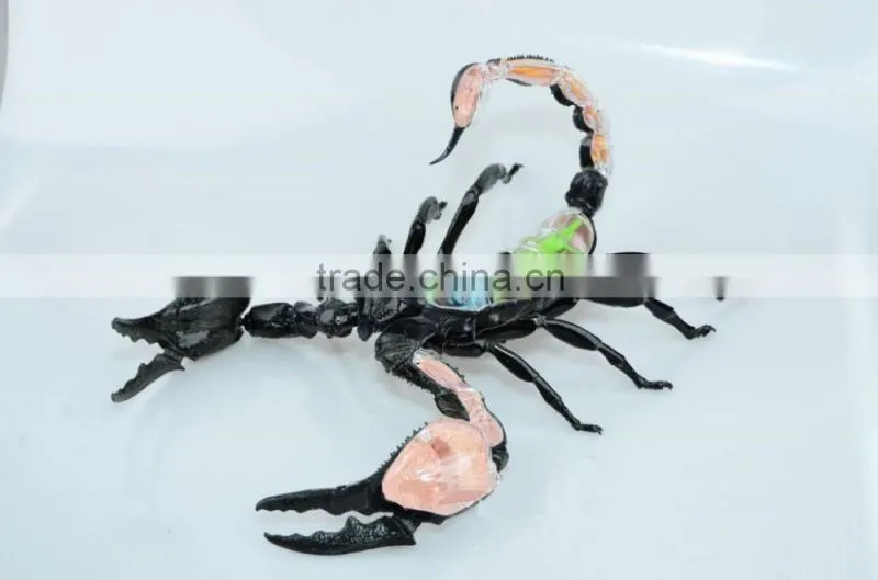 V-AM050 4D MASTER Scorpion specimen anatomical model for teaching