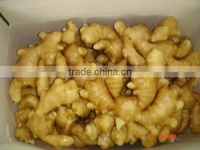 block fresh fat ginger