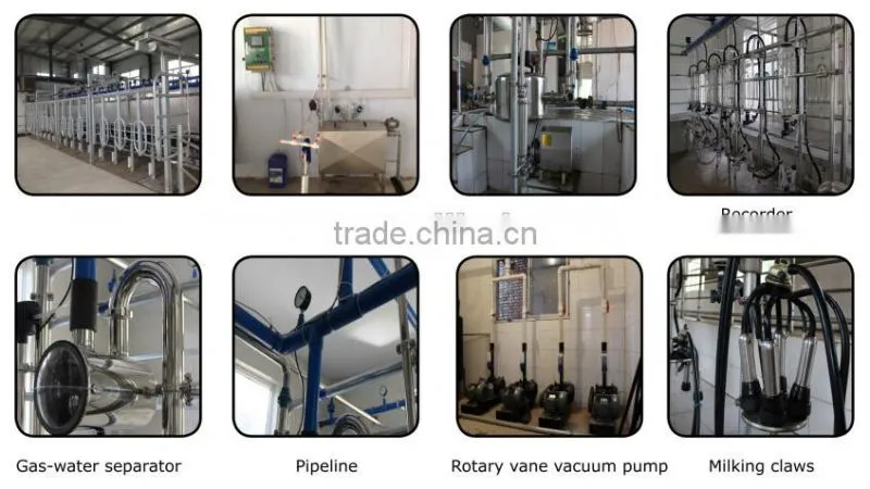 Milking machine for cows automatic parallel milking parlor