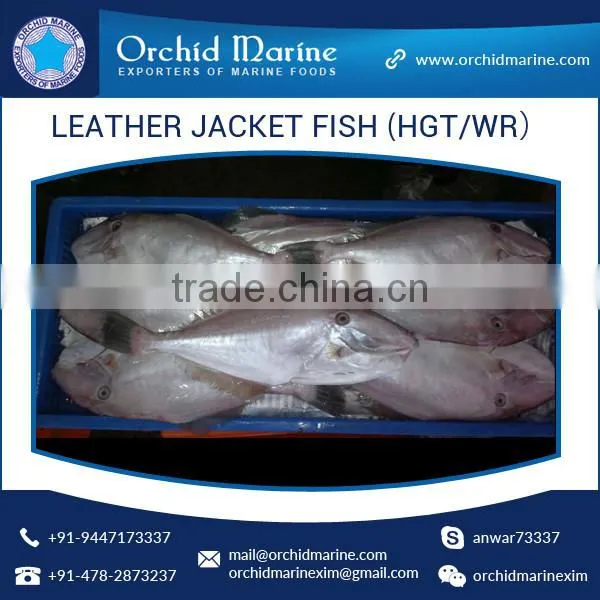 Top Quality Frozen Fresh Leather Jacket Fish (HGT/WR)