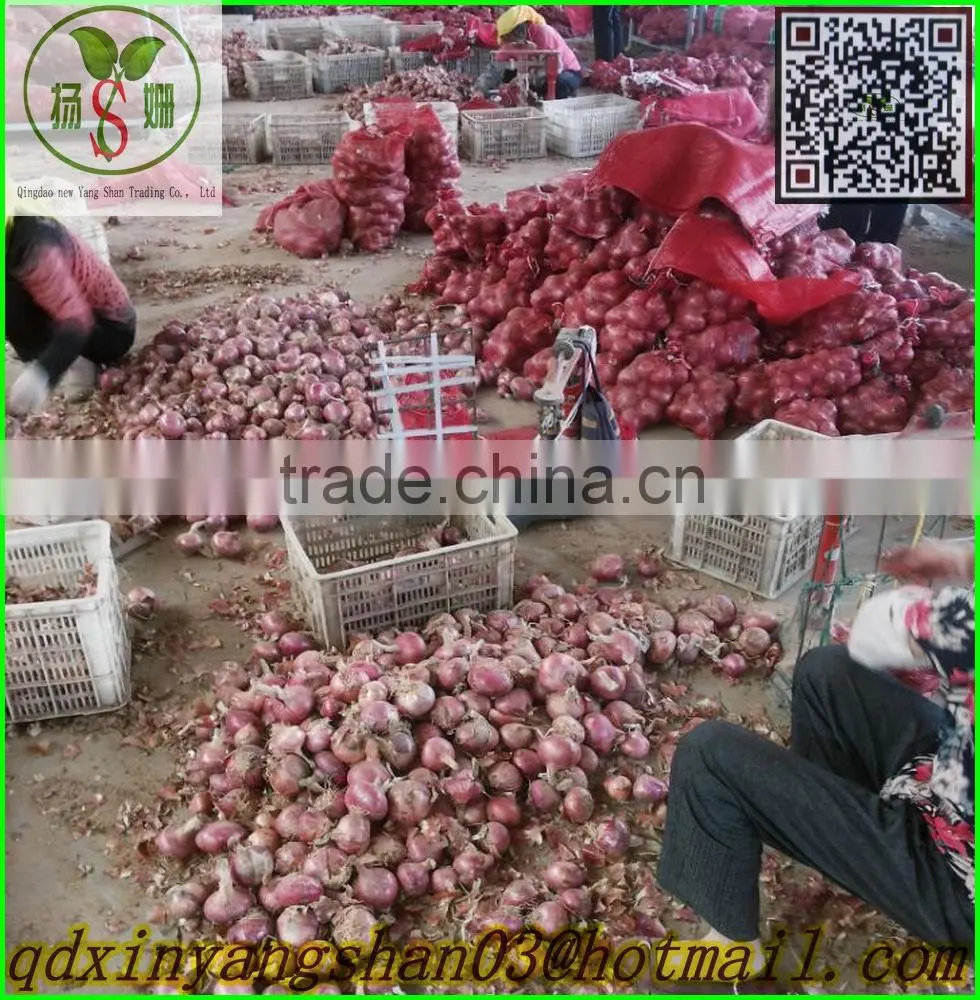 (CHINA RED ONION OFFER ) Red Onion /Fresh Onion