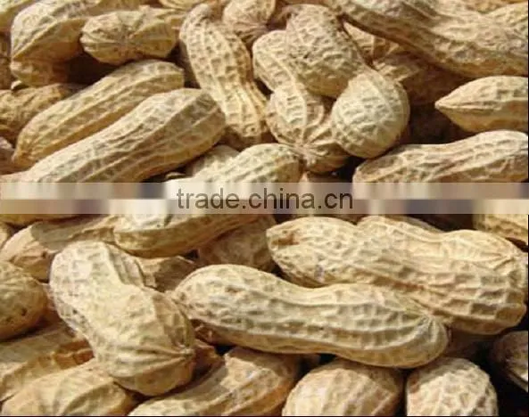 Best new crop raw peanut in shell for sale