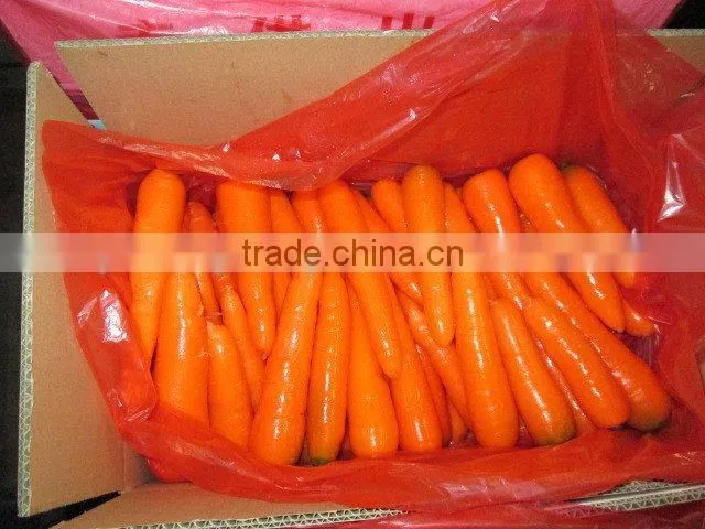 Fresh Carrot/bulk carrot /fresh red carrot