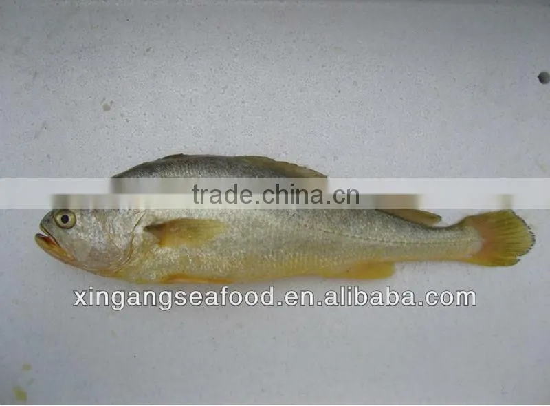 seafood Yellow Croaker