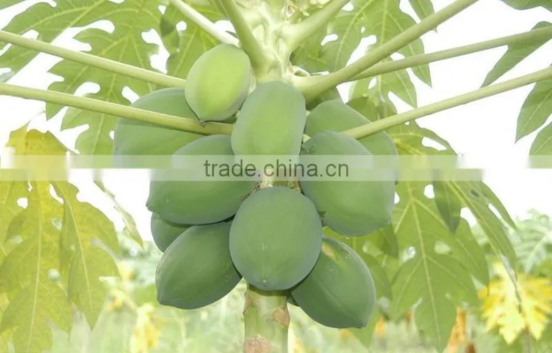 Papaya tree seedling