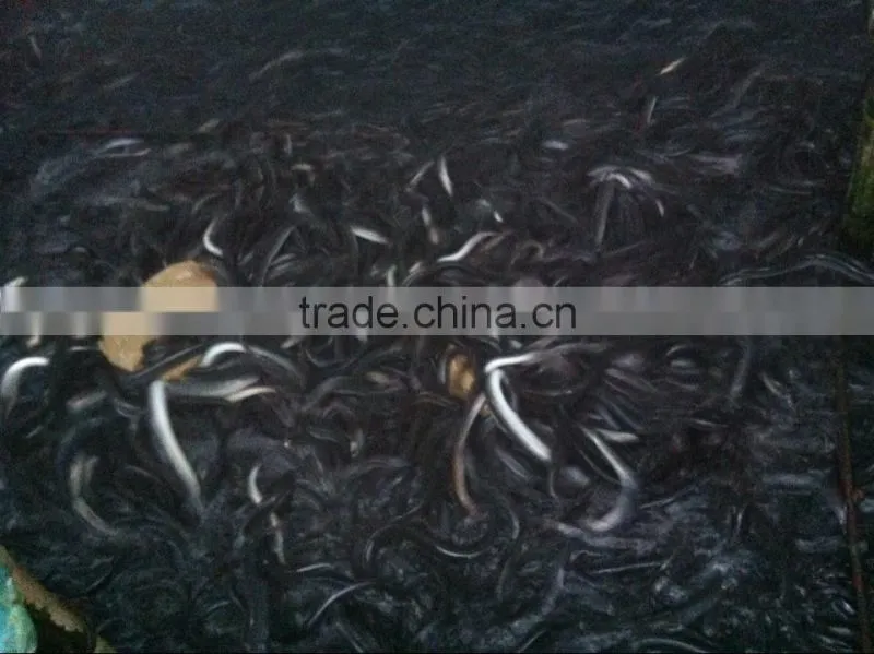 Supply Natural Eel Feed Powder in Bulk