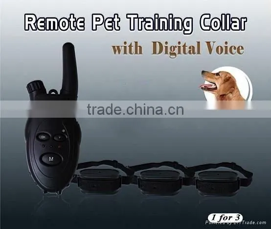 dog training agility