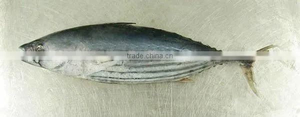 FROZEN FRESH Skipjack Tuna QUALITY