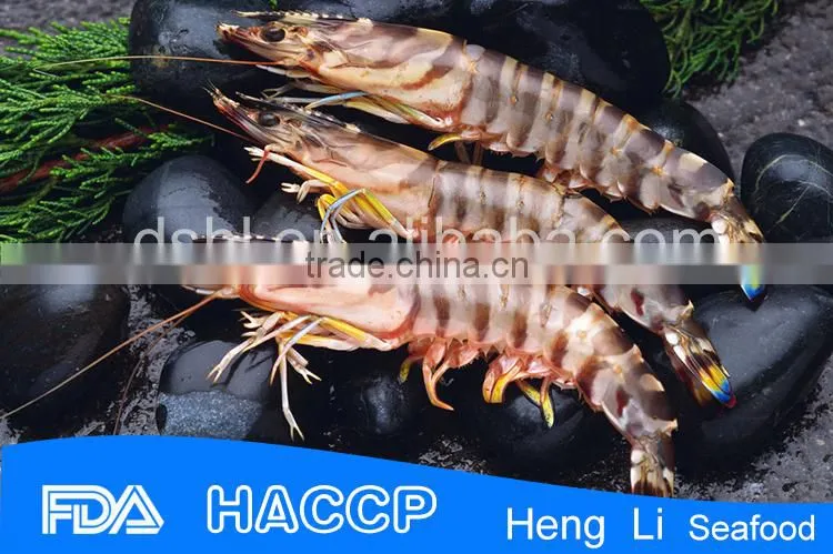 Frozen Banded Shrimp