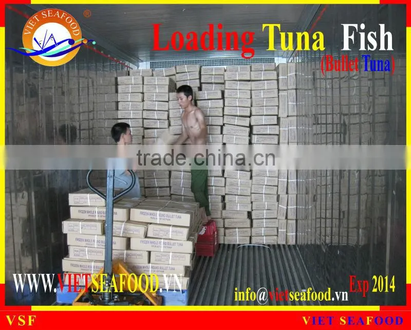 LOADING WHOLE ROUND BULLET TUNA
