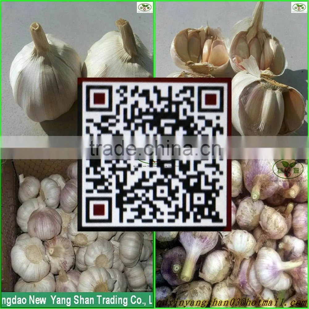 China's shandong province, one of the best fresh garlic/white garlic, exports Europe and the United States, southeast Asia