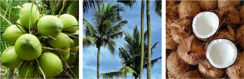 NFC Coconut Water Production Line