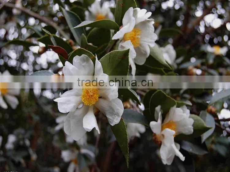 China Bee Pollen Raw Honey Bee Pollen Supplements From China Bee Pollen