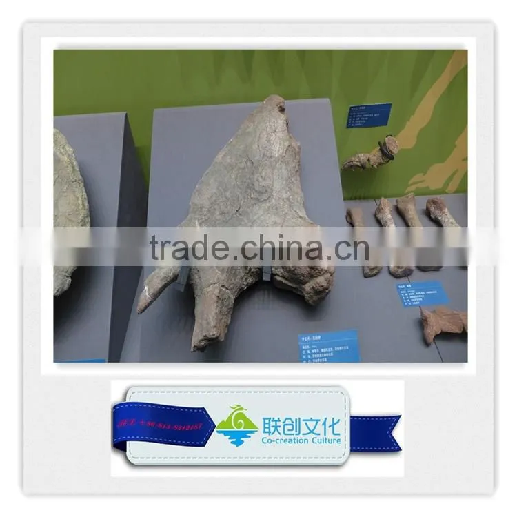 Life size dinosaur head fossils for sale