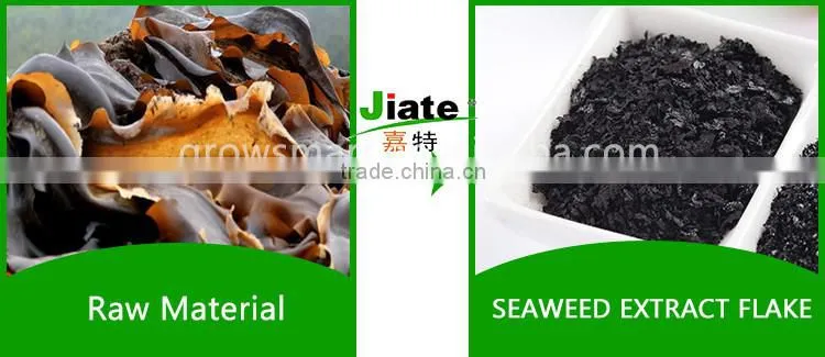 seaweed extract organic powder /flake fertilizer