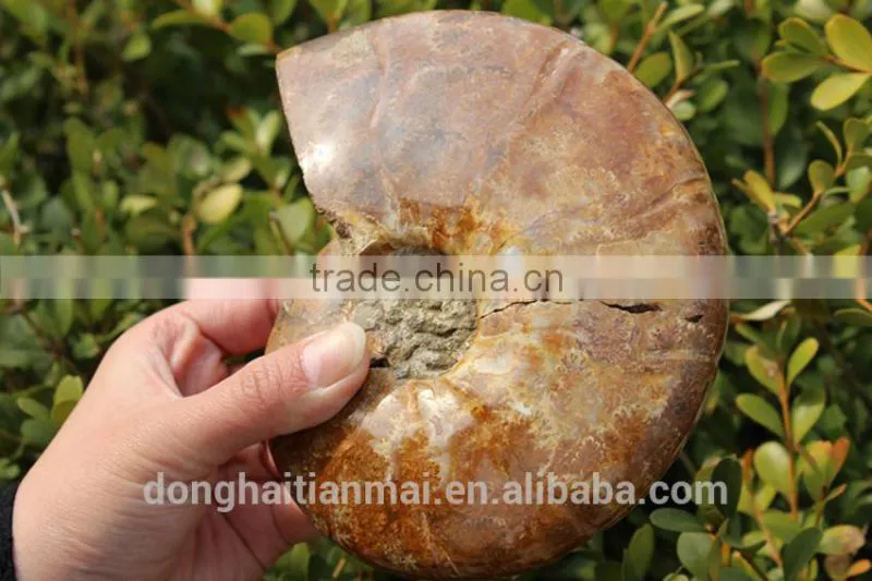 Wholesale Large Snail Fossils/Gemstone Jewelry/Gemstone Art Crafts