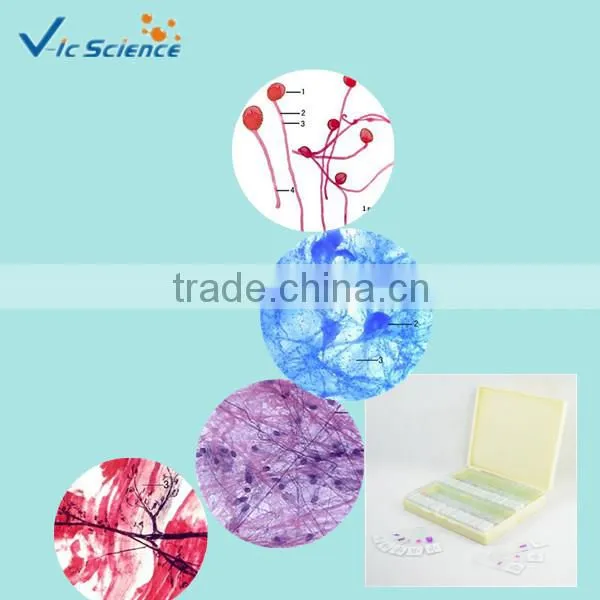 Microscope Slides Set Beginners slides set