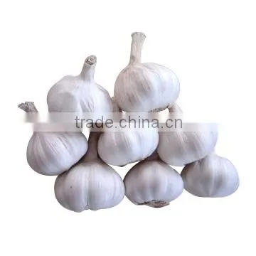2016 crop fresh garlic
