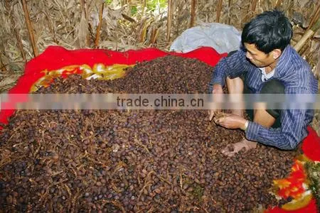 BLACK CARDAMOM