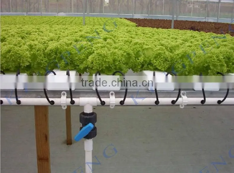 Agricultural hydroponic lettuce cultivation greenhouse