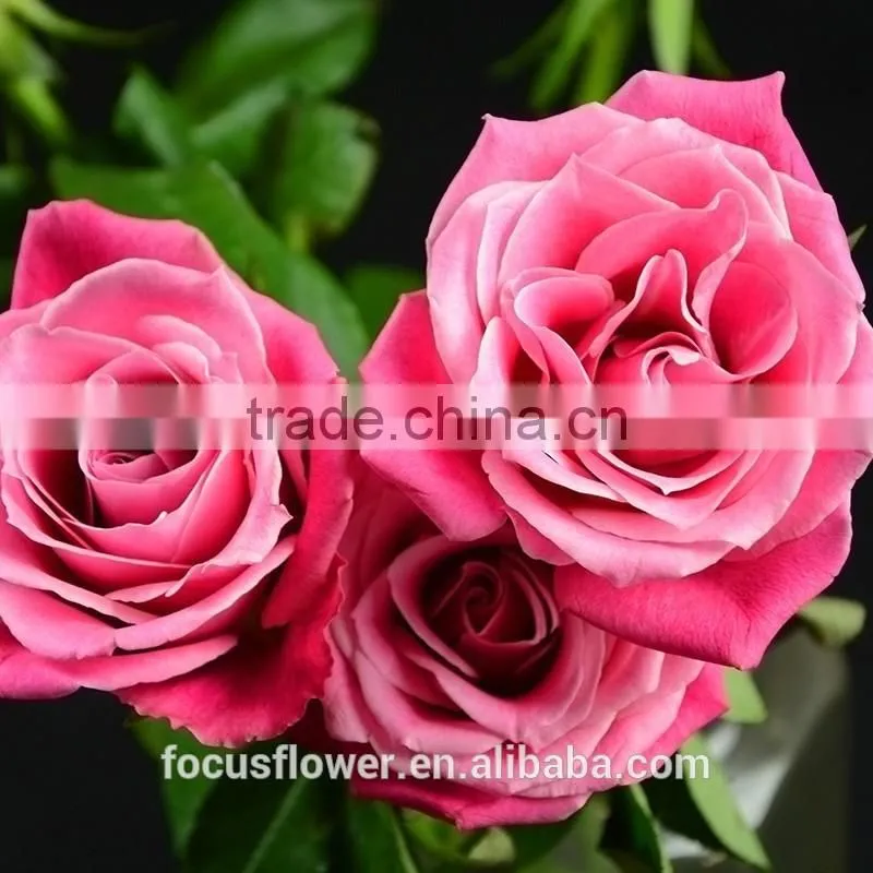 Beautiful Natural Fresh Cut Roses Flower 60-80CM Long Stem From Yunnan,China