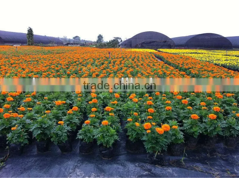 Agricultural Weed Control PP Non Woven Black Plastic Ground Cover