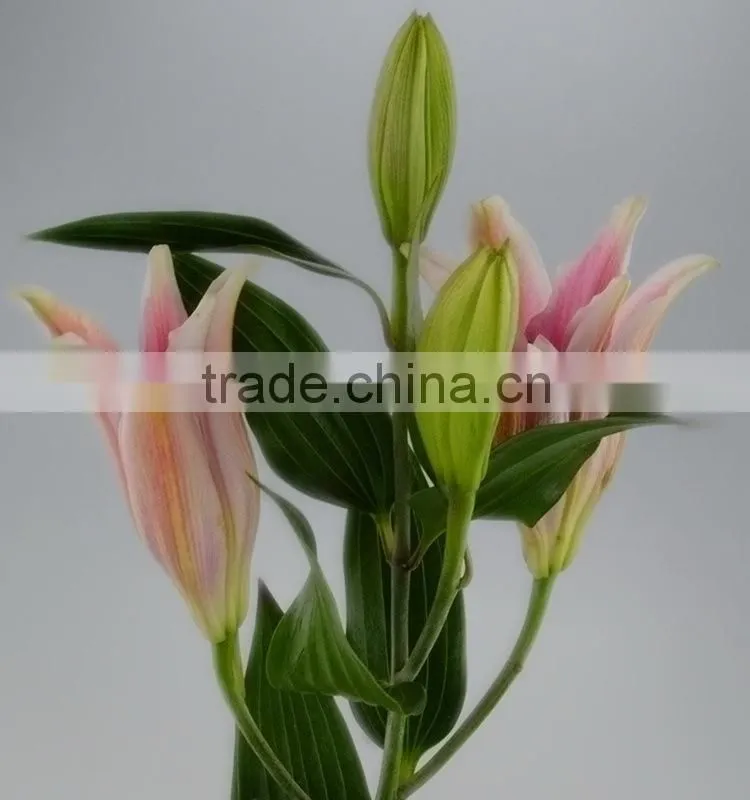 Love theme sorbonne crazy selling lilies flower from china